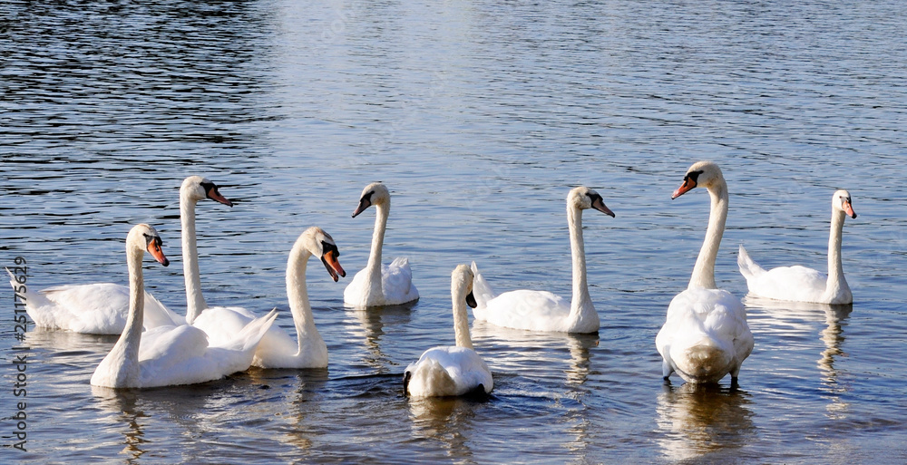 A gaggle of eight white domestic geese swimming in the pond.