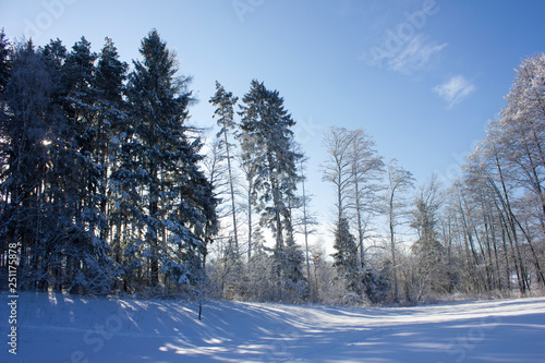 Winter landscape, snowy trees