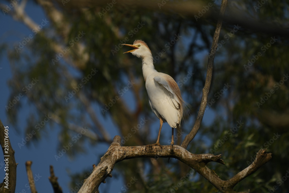 Cattle Egret (Bubulcus ibis) Cattle Egret (Bubulcus ibis)