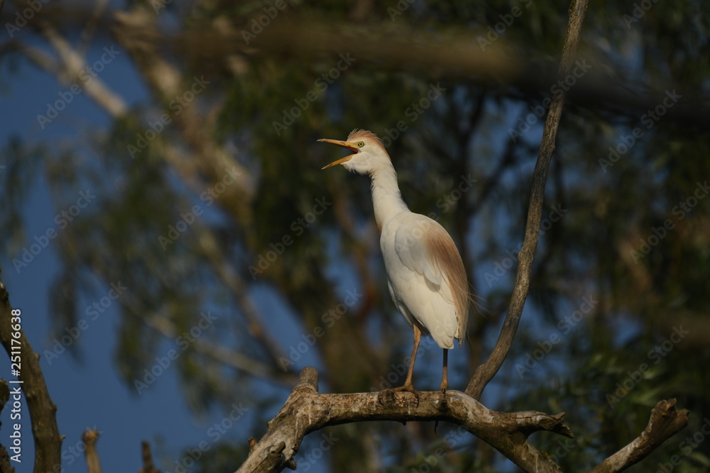 Cattle Egret (Bubulcus ibis) Cattle Egret (Bubulcus ibis)