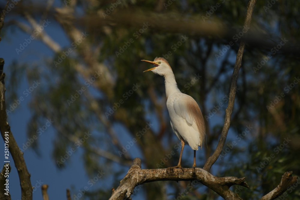 Cattle Egret (Bubulcus ibis) Cattle Egret (Bubulcus ibis)