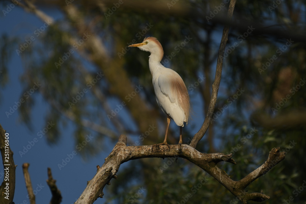 Cattle Egret (Bubulcus ibis) Cattle Egret (Bubulcus ibis)