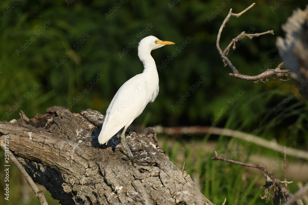 Cattle Egret (Bubulcus ibis) Cattle Egret (Bubulcus ibis)