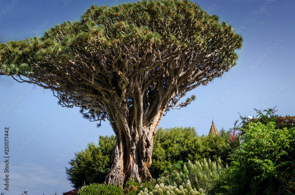 Dragon tree in Icod de los vinos Tenerife