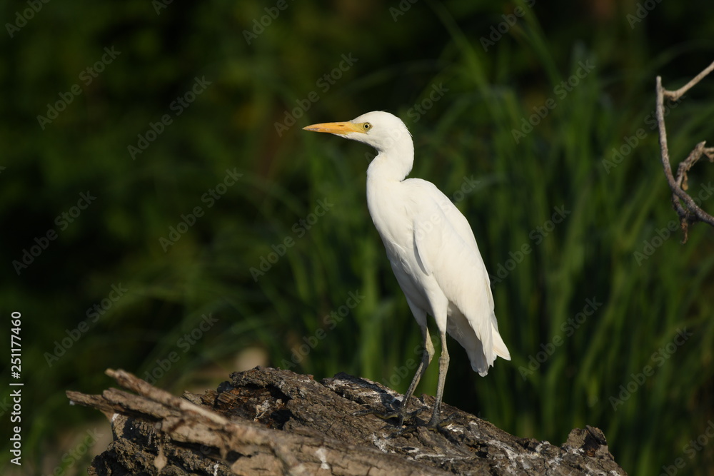 Cattle Egret (Bubulcus ibis) 