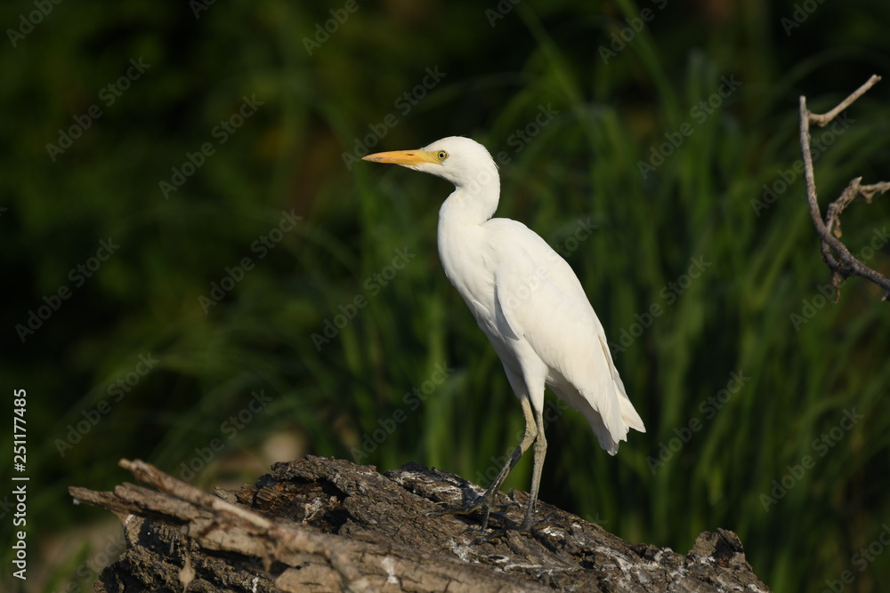 Cattle Egret (Bubulcus ibis) Cattle Egret (Bubulcus ibis)