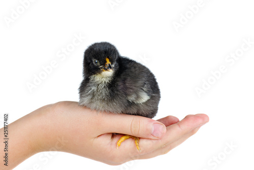Tiny black chicken on human palm © Roman Ivaschenko
