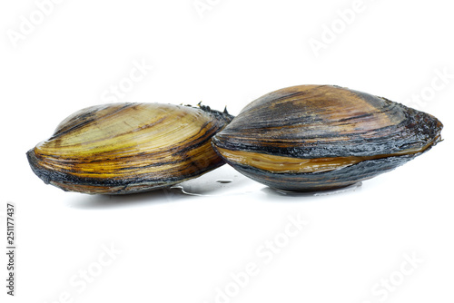 Large swan mussels on white background photo