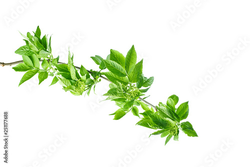 Elderberry branch with leaves and blossom isolated on white background