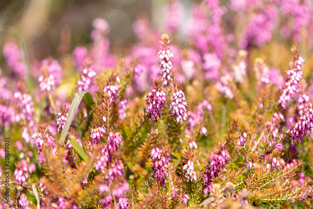 Fototapeta premium spring background - first spring flowers in the garden