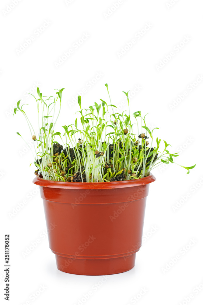 Green coriander sprouts in the brown plastic pot isolated on white Green coriander sprouts in the brown plastic pot isolated on white