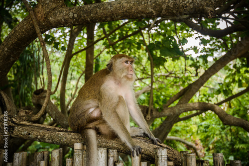 Portrait of a monkey © Denis Zaporozhtsev