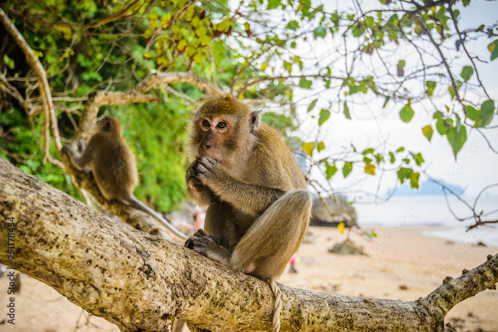 Obraz premium Portrait of a monkey