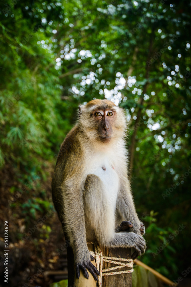 Portrait of a monkey Portrait of a monkey
