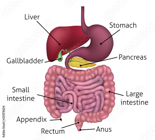 Medical anatomy illustration of  human gastrointestinal digestive system including intestines or gut with labels