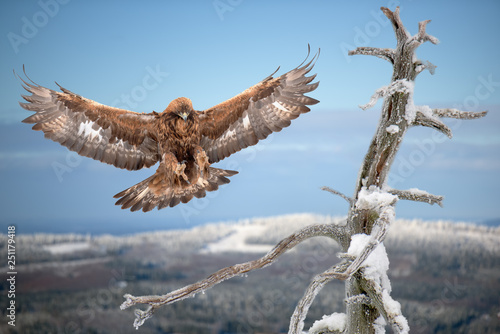 Golden eagle landing on  on a branch of a dead tree with hazy blue sky in background