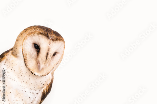owl face in high resolution on white background