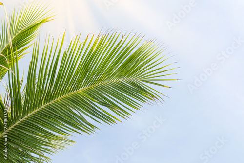 Coconut palm leaves