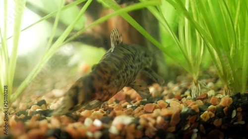 Aquarium catfish megalechis thoracata eating photo