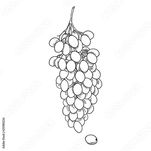 Vector Sketch Grapes Bunch