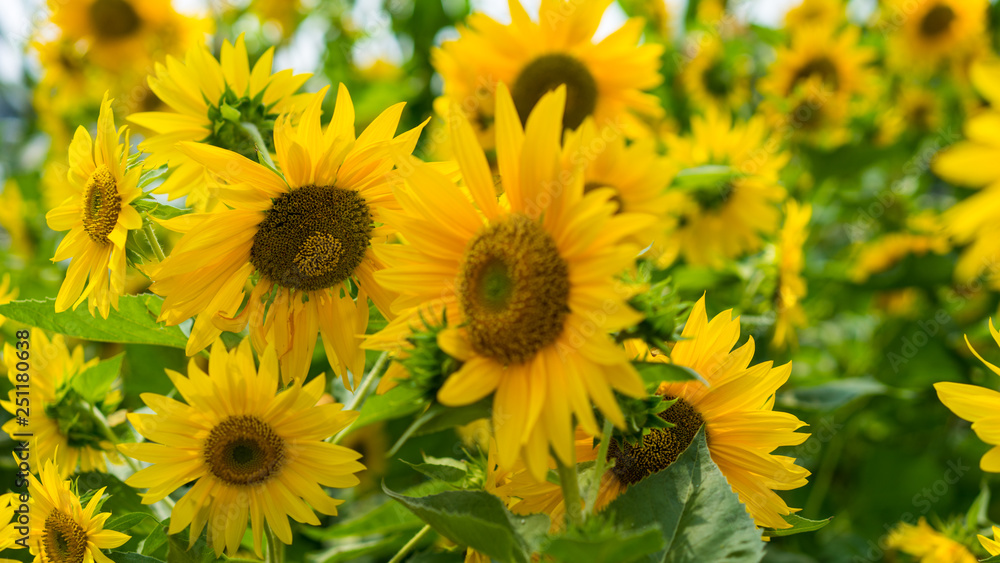 sun flower in the field sun flower in the field