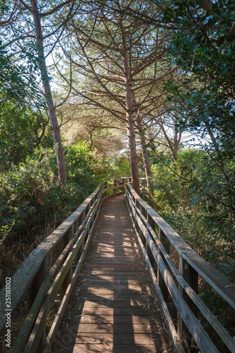 path in pine forest