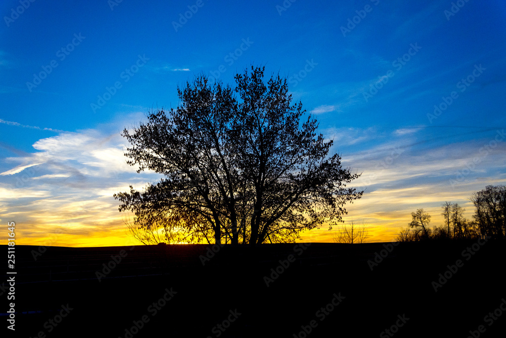 Fototapeta premium arbol silueta atardecer cielo azul y amarilo