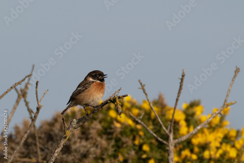 Stonechat singing on perch