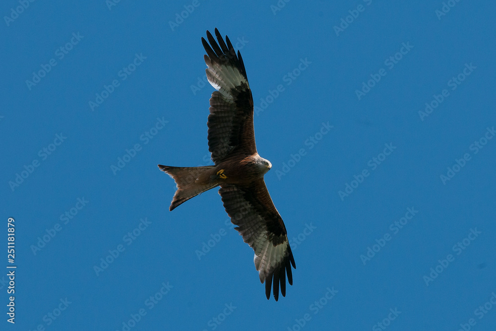 Fototapeta premium Milan am Himmel