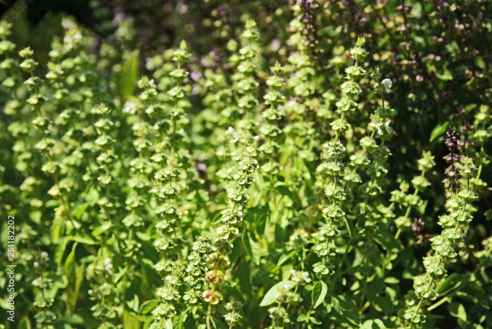 A lot of Hairy herbal flower A lot of Hairy herbal flower