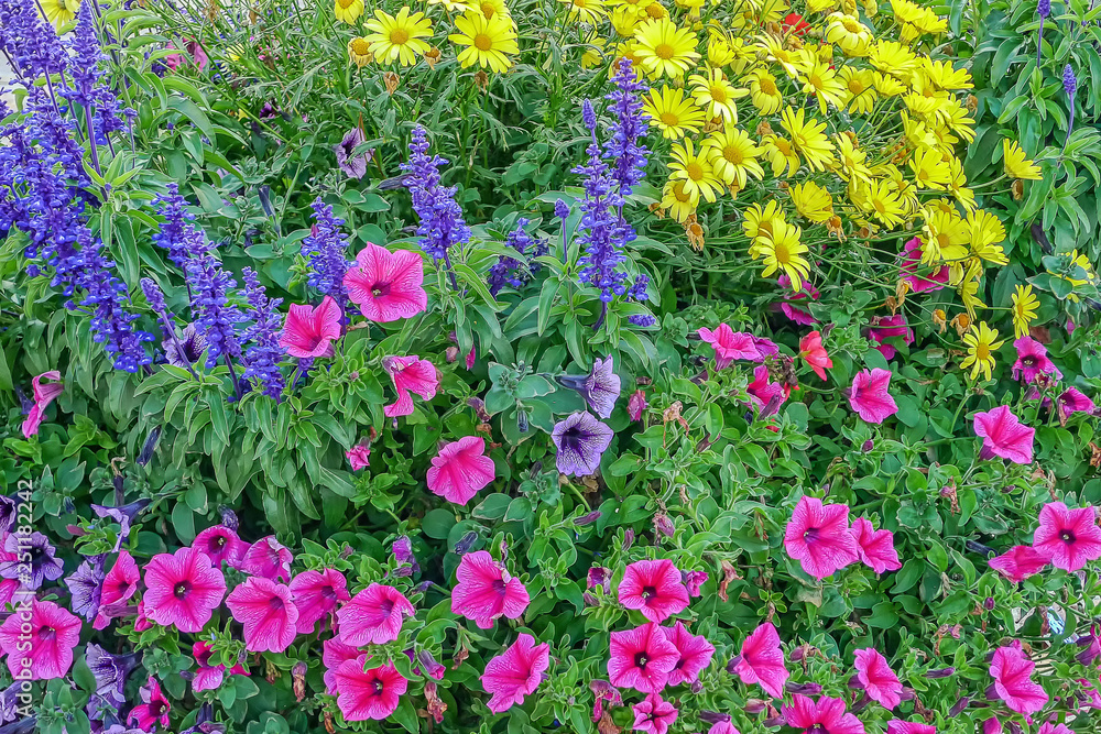 Obraz premium Autumn flowers on a garden flowerbed, Italy