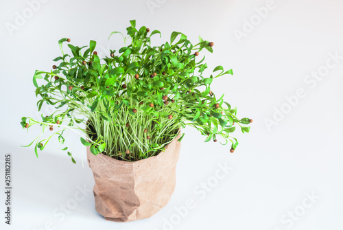 green sprouts of coriander in paper box, ecological pot with plant, white background, healthy plant and food