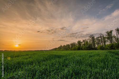 sunset over green field