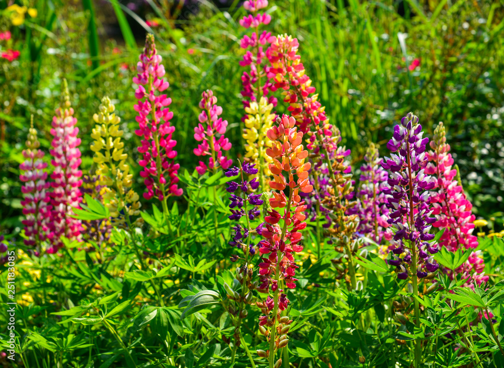 Fototapeta premium Lupine flowers blooming at spring garden