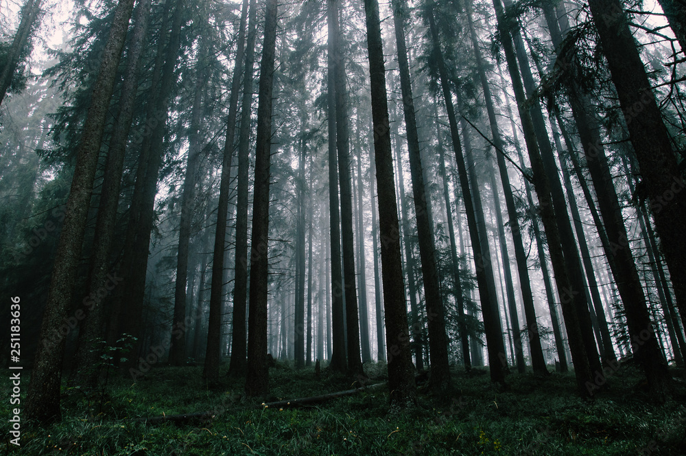 Fototapeta premium forest in fog