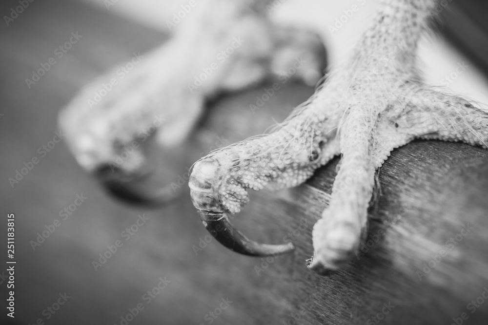 sharp owl claws in high resolution sharp owl claws in high resolution