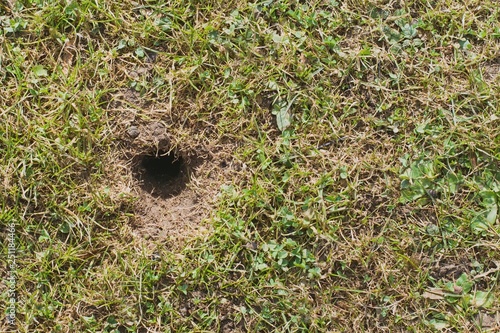 Mouse or vole hole in the spring  lawn, lawn cultivation problem photo