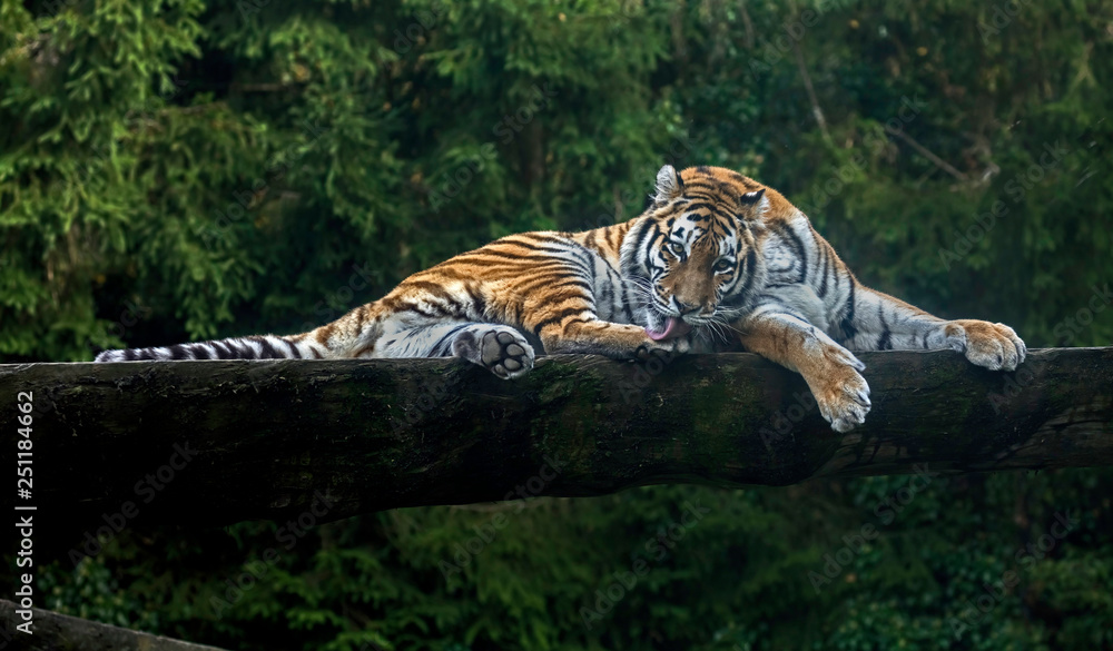Fototapeta premium Tygrys syberyjski na belce oblizuje stopę. Nazwa łacińska - Panthera tigris altaica