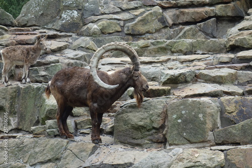 Steinbock auf Felsen