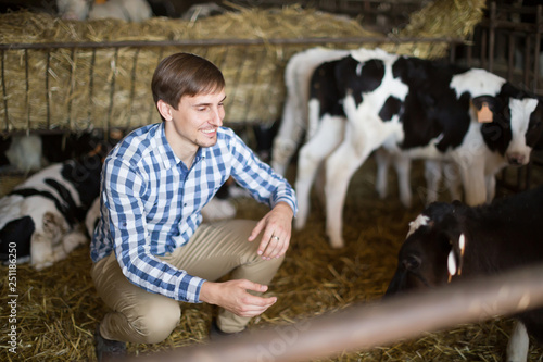 Male employee  with dairy cattle in livestock farm
