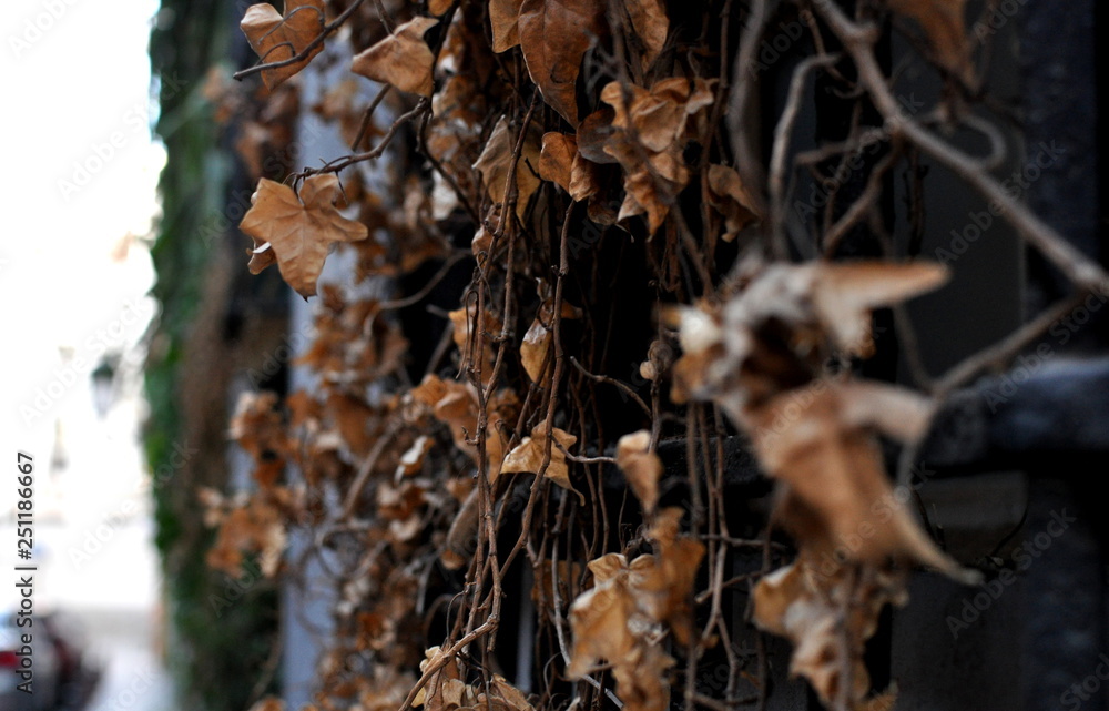 dried leaves vine in the street