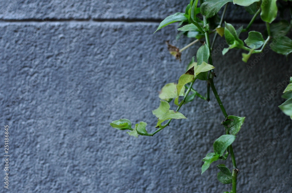 Obraz premium Close up green plants in a building wall background