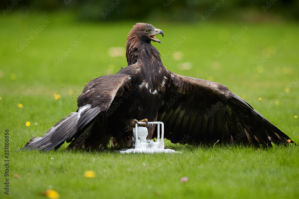 Falconry training for airfield protection against drones. Golden eagle,  Aquila chrysaetos against white drone quadcopter. Drone hunter, bird of  prey with quad copter in claws. Copter catched by eagle. foto de Stock