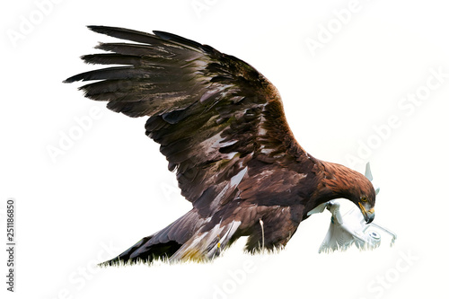 Isolated on white background, Golden eagle, Aquila chrysaetos with drone quadcopter in claws. Falconry training for airfield protection against drones. Drone hunter, white copter catched by eagle.