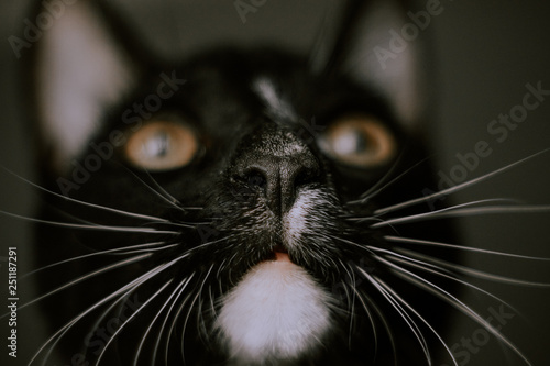 Billede på lærred black nose black cat