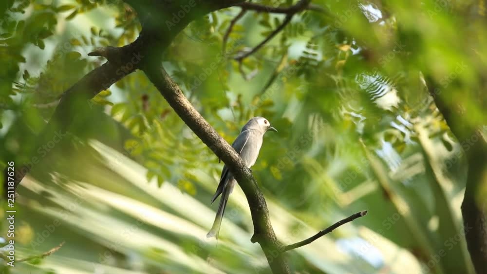 Ashy Drongo on branch tree. Ashy Drongo on branch tree.