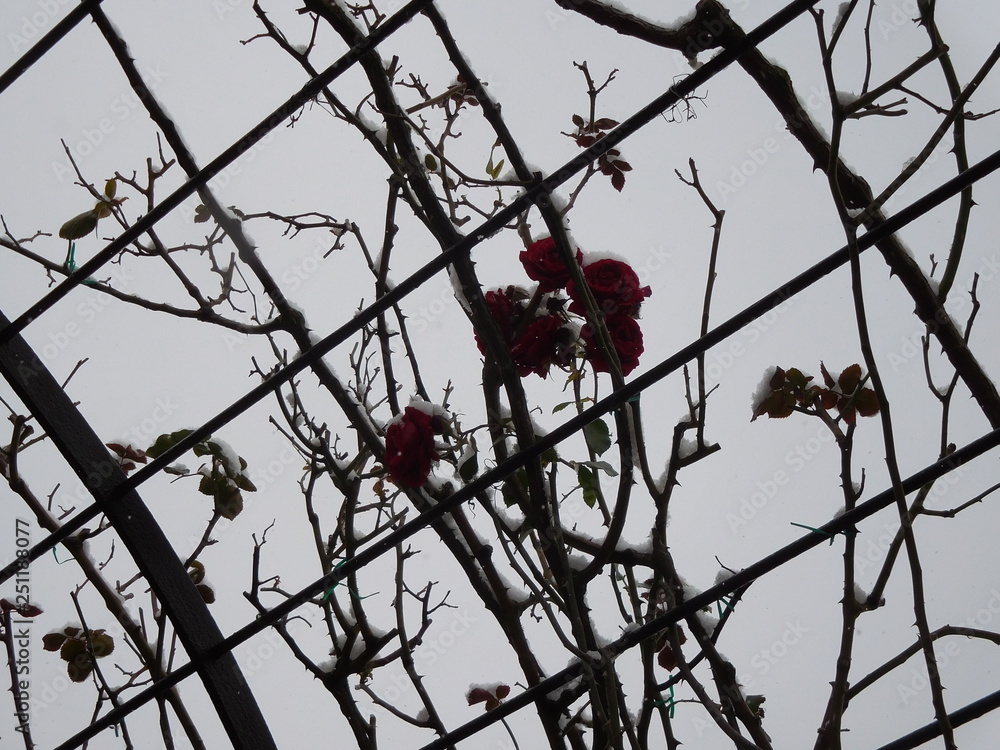 róże w śniegu, Schonbrunn - obrazy, fototapety, plakaty 
