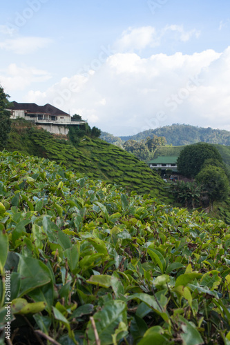 scenic view over tea plantation in cameron highlands in malaysia 