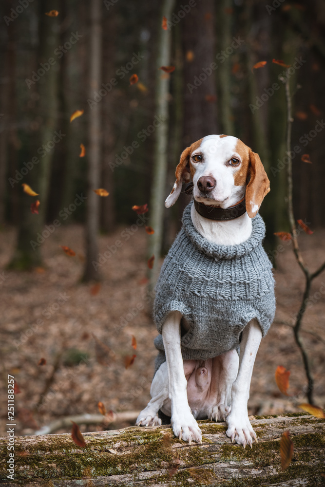 Istrianer kurzhaarige Bracke mit selbsgestricktem Pullover im Herbstwald Istrianer kurzhaarige Bracke mit selbsgestricktem Pullover im Herbstwald
