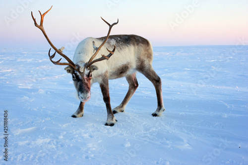 Fotografie Beautiful and noble deer of Santa Claus. Arctic tundra